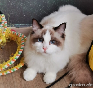 Ragdoll Kitten mit Stammbaum  ab sofort  