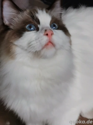 Ragdoll Kitten mit Stammbaum  ab sofort  
