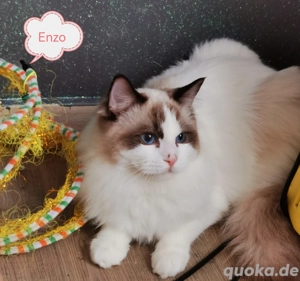 Ragdoll Kitten mit Stammbaum  ab sofort  