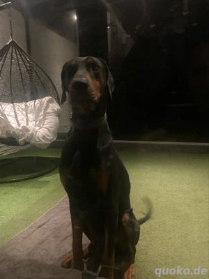 Dobermann Rüde reinrassig zuchtfähig