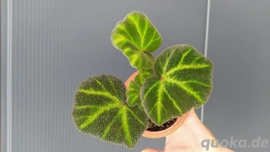 Begonia soli-mutata 