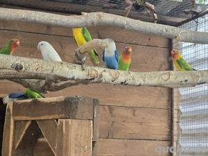 Pfirsichköpfe Fischerpapagei Agaporniden