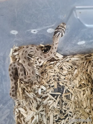 Hakennasennatter anaconda 0.1