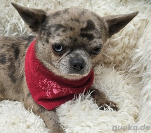 Chihuahua Rüde mit Ahnentafel + ZTP