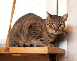 Tigrinya sucht ein emphatisches Zuhause