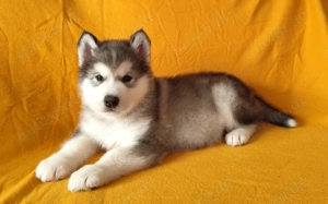 Alaskan malamute welpen mit fci pedigree