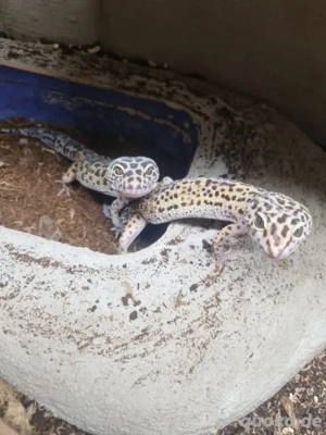 0.4 adulte Leopardgeckos