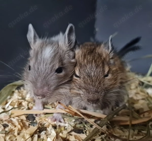 Degus suchen ein schönes neues Zuhause!