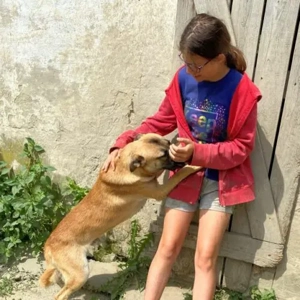 Azur-SchäferhundMix-ca. 2021 geboren