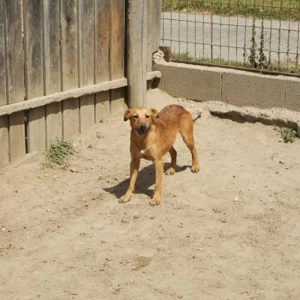 Bacon- Terrier MIx- ca 09.2020 geboren Bild 3