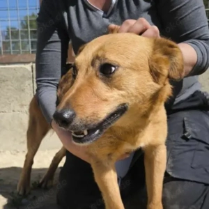 Bacon- Terrier MIx- ca 09.2020 geboren Bild 2