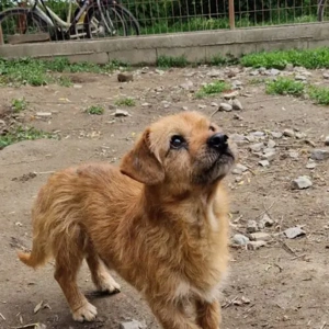 Bandi- Dackel Terrier Mix- ca 10.2020 geboren