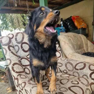 Bela- Pinscher-Langhaar Dackel Mix- ca 2023 geboren