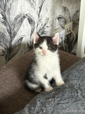 BKH Mix Kitten  Bild 4