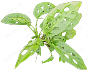 Monstera adansonii WYSIWYG 