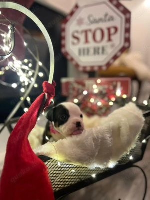 Old English Bulldog Mix Welpen 