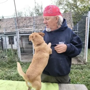 Buksi-Dackel Mix- ca 2016 geboren