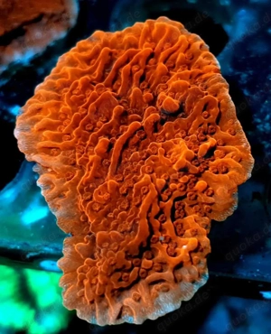 Montipora Red zu verschenken 