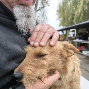 Csabi-Terrier Mix- geb. ca 11 2022