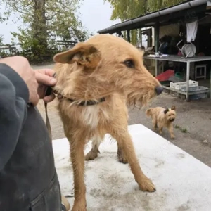 Csabi-Terrier Mix- geb. ca 11 2022 Bild 2