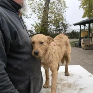 Csabi-Terrier Mix- geb. ca 11 2022 Bild 3