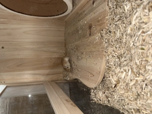 2 Rennmäuse ( 2 Weibchen) mit Zubehör zum Verschenken