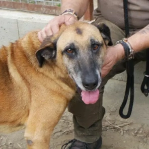 Csoki-Ridgeback Mix- ca 06 2012 geboren