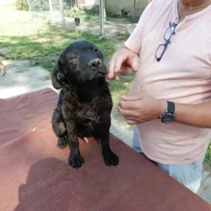 Denes- LabradorMix- ca 03 2023 geboren