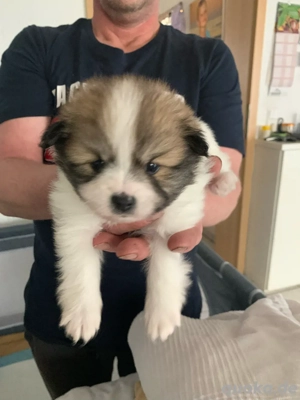 Pomeranian-Spitz Welpen