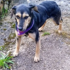 Feli- Labrador-Schäferhund-Mix- geb ca 12 2021