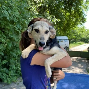 Huba-Labrador SchäferhundMix- geb ca 12 2021