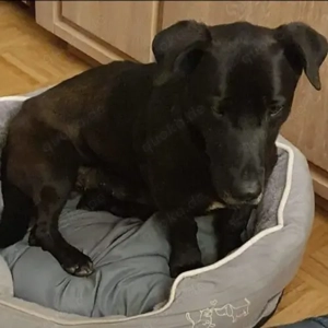 Jimmy- Labrador Dackel Mix- geb ca 08 2019