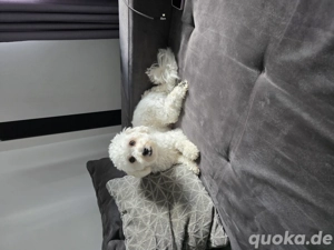 Zum verkaufen Bild 4  Zum verkaufen Bild 4