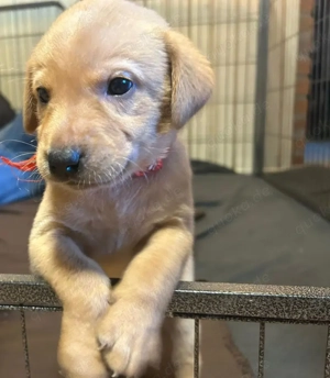 Labradorwelpen Abgabe 15.12.2025