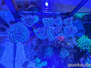 Echinopora lamellosa