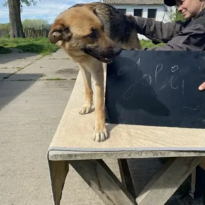 Joli- SchäferhundMix- geb ca. 04 2023