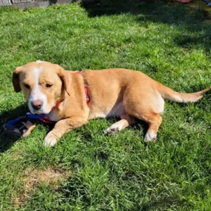 Notfall-Kati- BEagleMix- geb va 2021