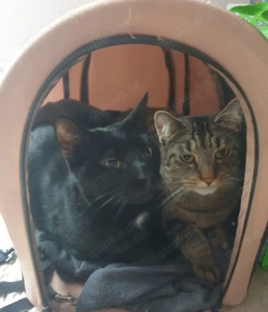 Liebevolle Katzen suchen ein neues Zuhause