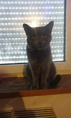 Liebevolle Katzen suchen ein neues Zuhause Bild 2