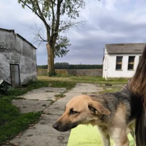 Kira-SchäferhundMix- geb ca 2023