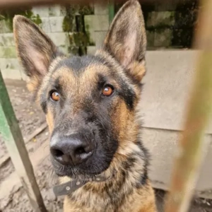 Koko-Schäferhund Mix- geb ca 2024