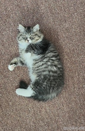 Baden-Württemberg wangen im Allgäu