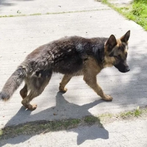 Koko-SchäferhundMix-geb ca 2024