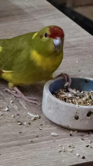 Ziegensittich Zuchtpaar zu verkaufen