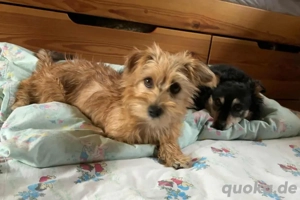 Möhre - supersüß,kuschelig&fröhlich