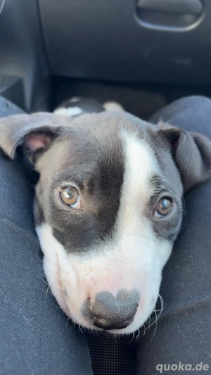 Hundewelpe chabo sucht sein für immer zuhause