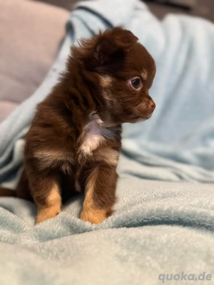 chihuahua Rüde Langhaar