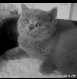 BKH Kitten, Reinrassige babykatzen,  Katzenbabys
