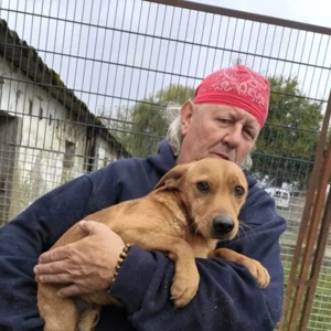 Lajcsi-Bracke Mix- 01.2024 geboren