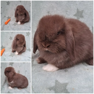 Zwergwidder minilop Häsin 